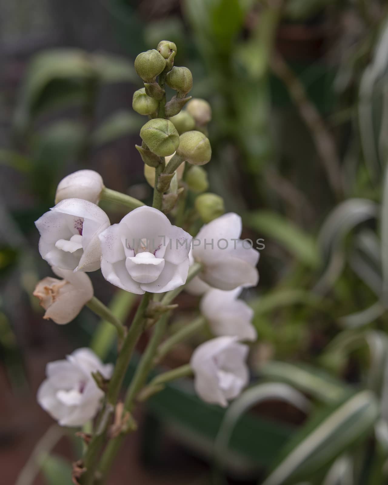 Sri Lanka, Botanical Garden - August 2015 - Orchid blooms