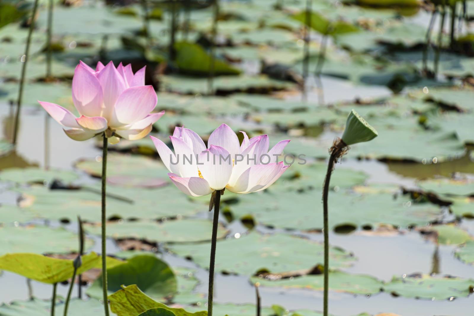 Lotus flowers in bloom by mrs_vision
