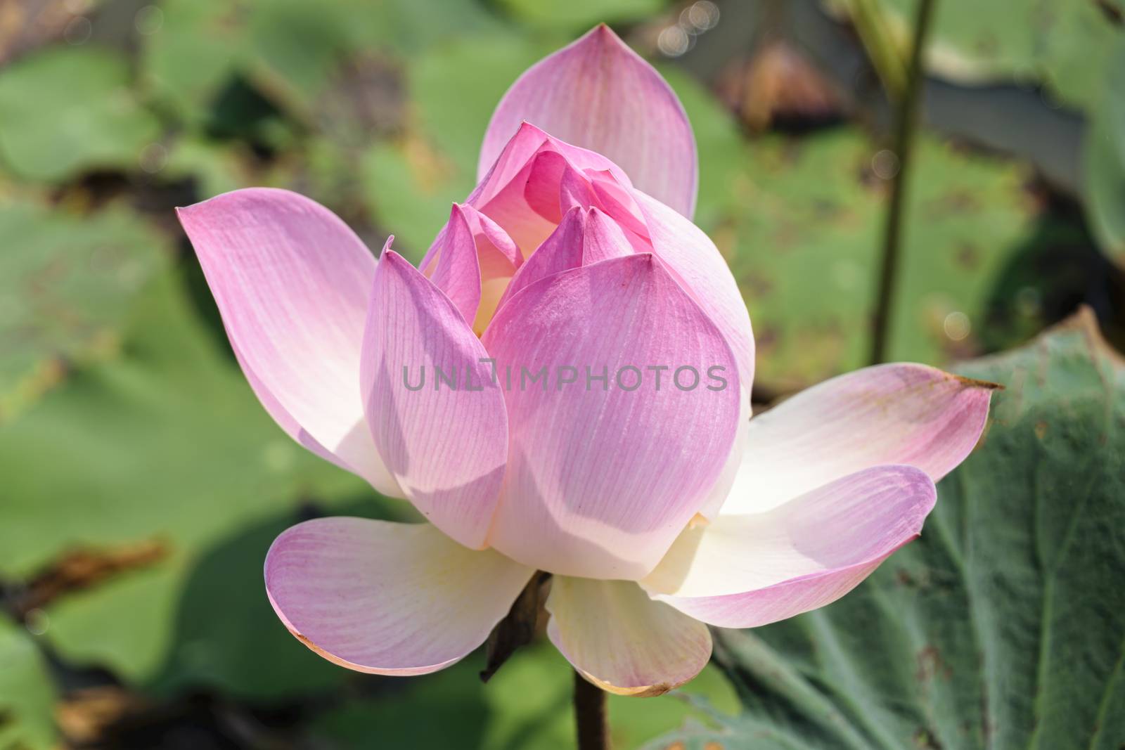 Single lotus flower by mrs_vision