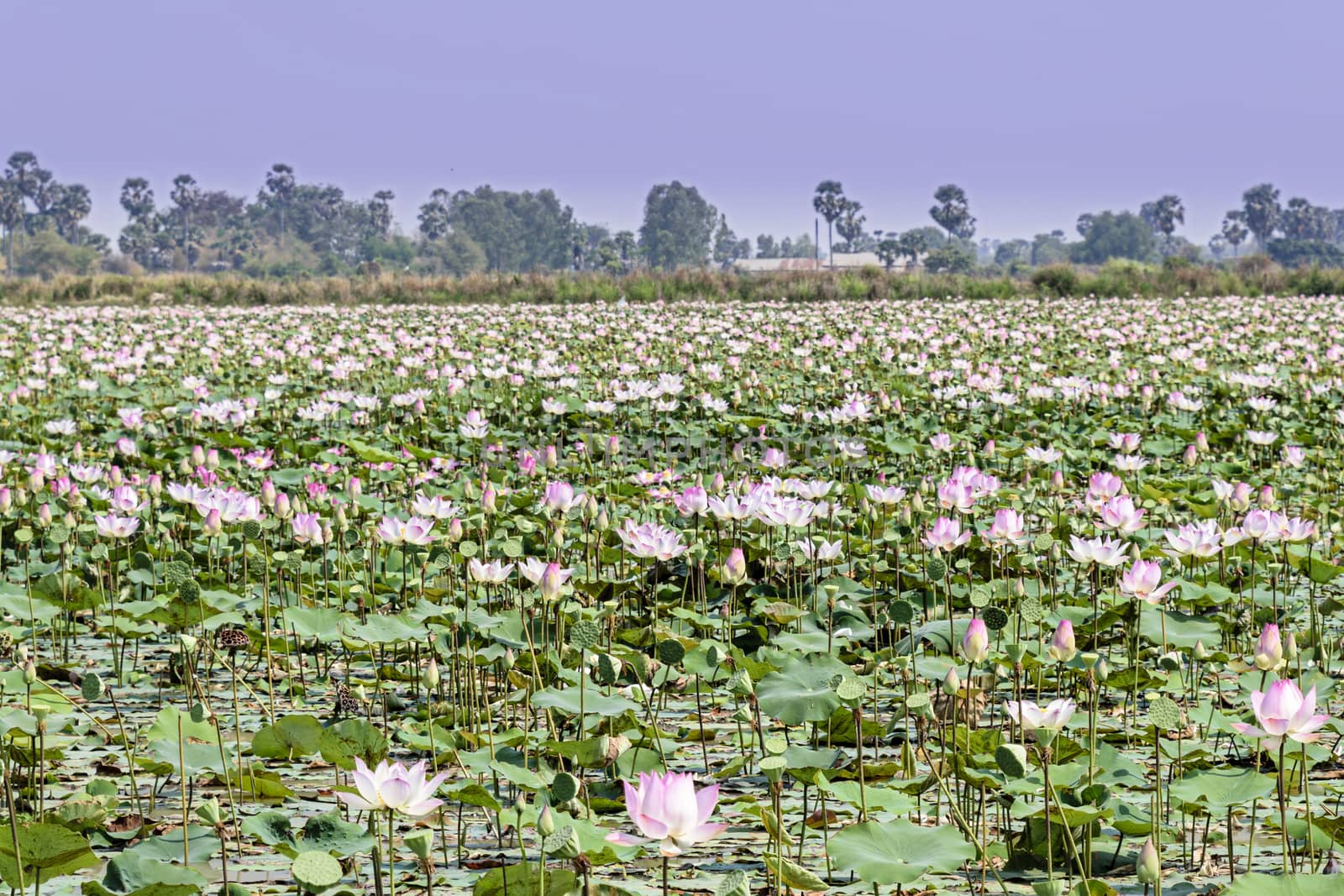 Cambodia, Tonle Sap - March 2016: Lotus farm - 'fields' of lotus plants in ponds	