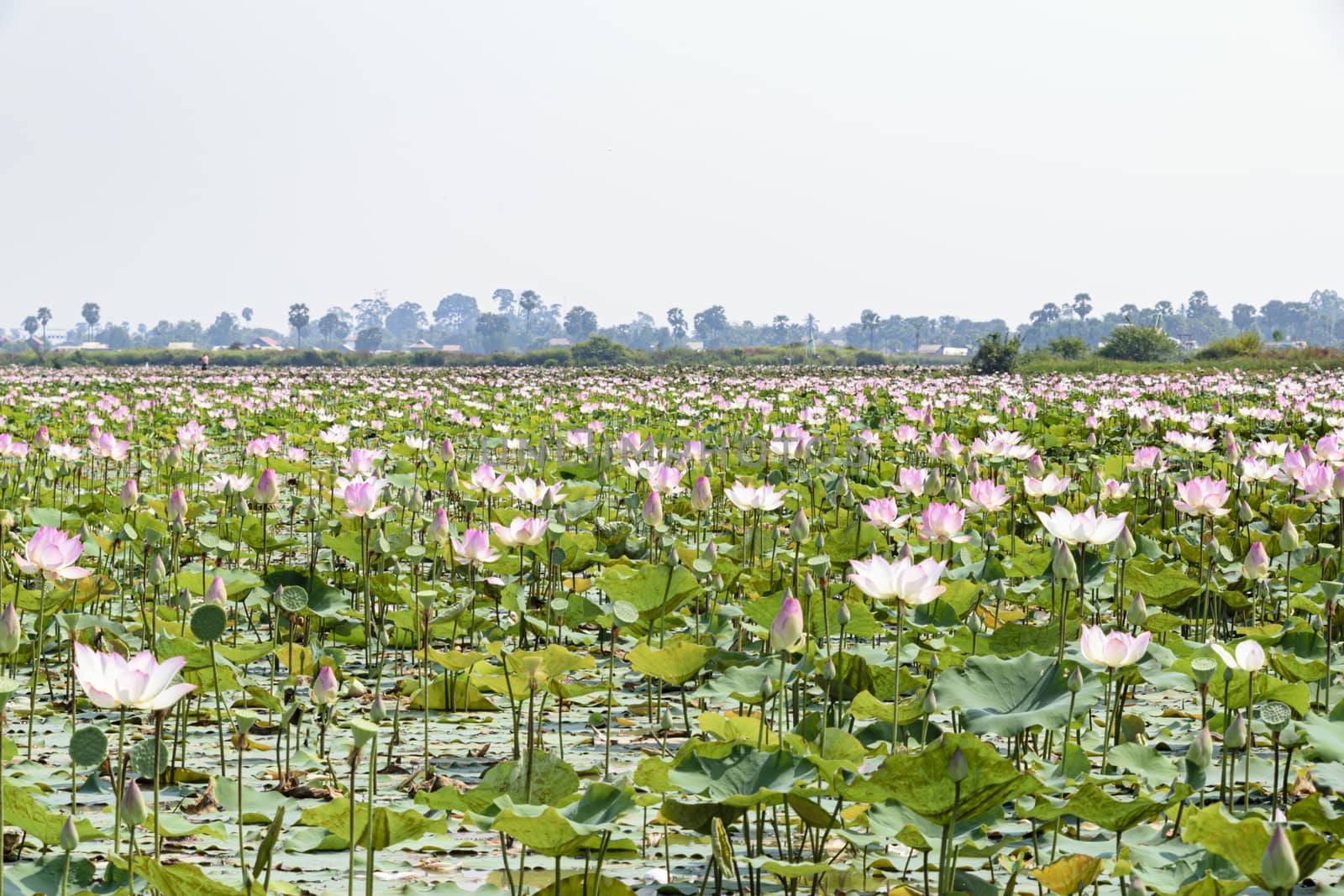 Cambodia, Tonle Sap - March 2016: Lotus farm - 'fields' of lotus plants in ponds	