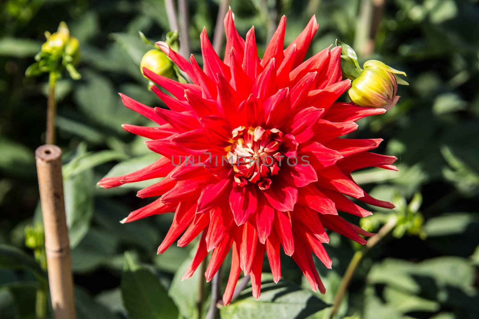 colorful dahlia flowers in a riot of colors by Dr-Lange