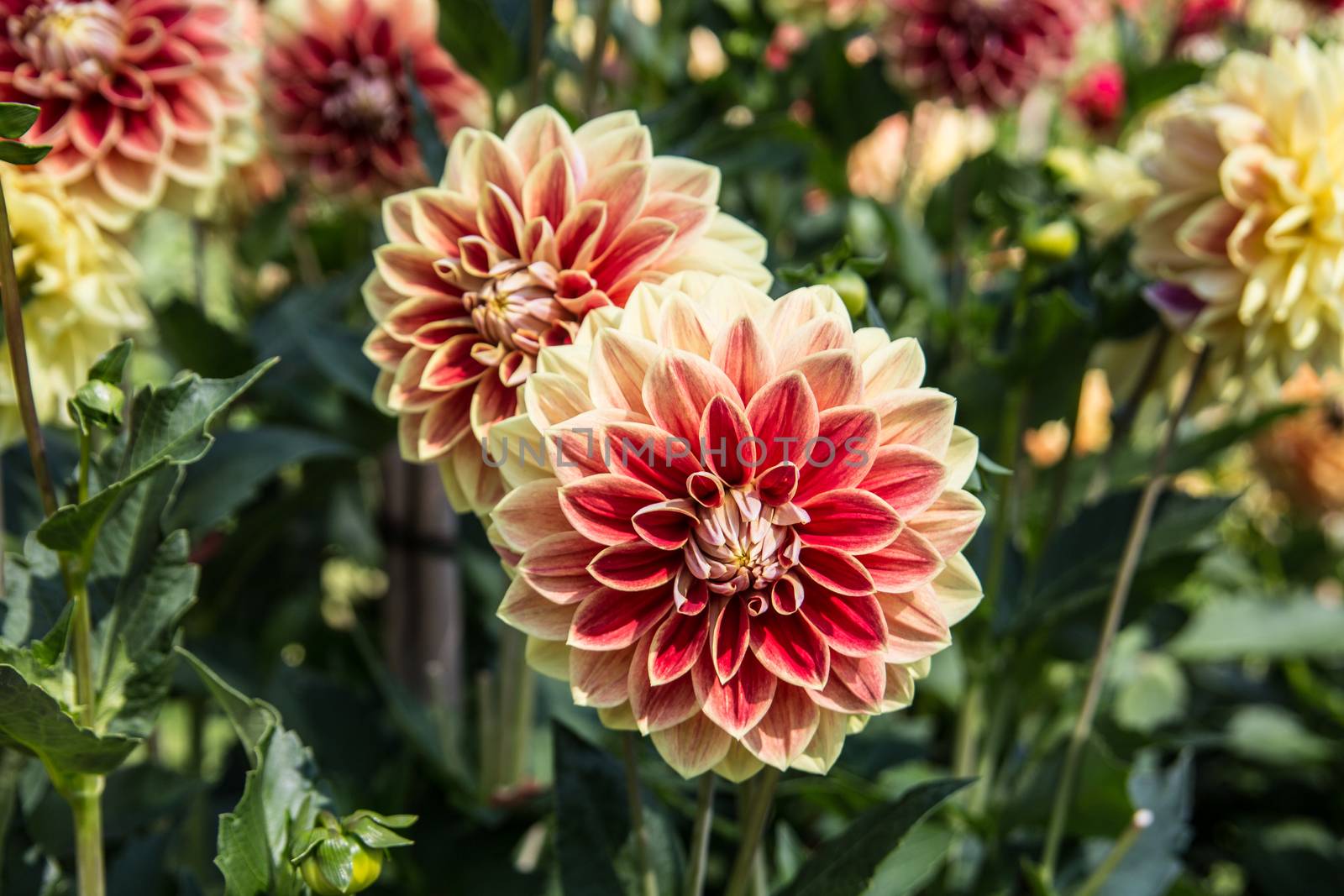 colorful dahlia flowers in a riot of colors
