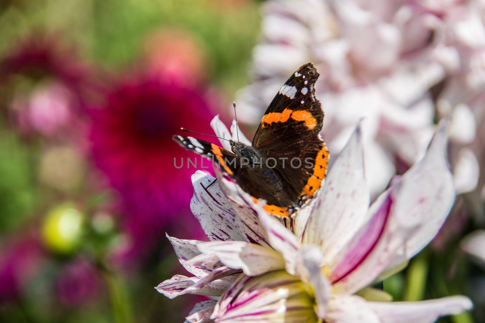 colorful dahlia flowers in a riot of colors