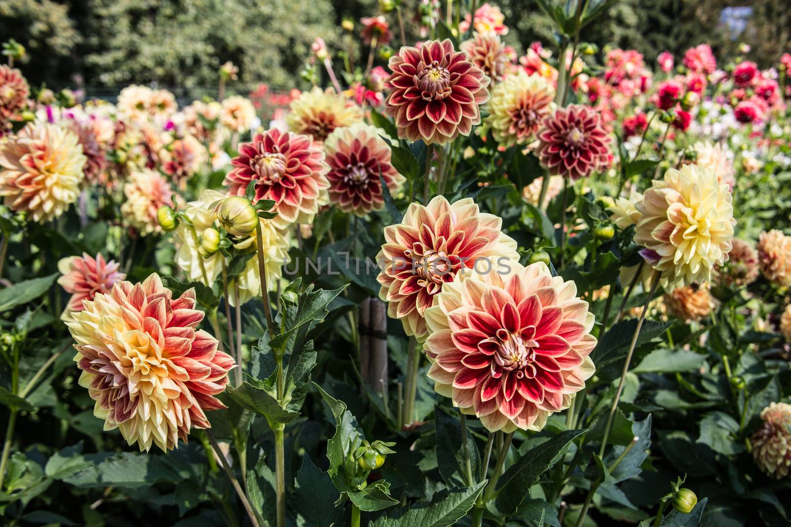 colorful dahlia flowers in a riot of colors