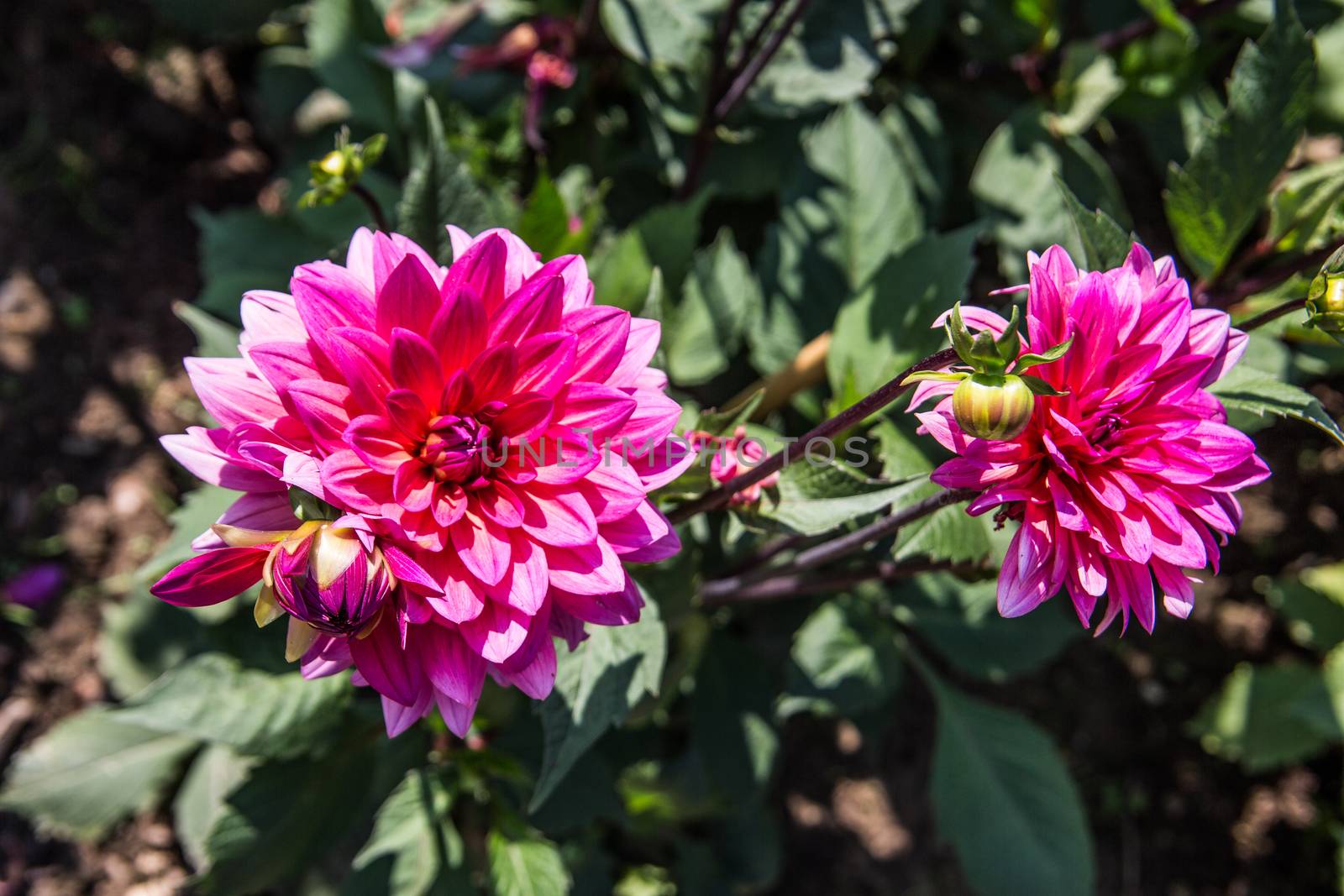 colorful dahlia flowers in a riot of colors