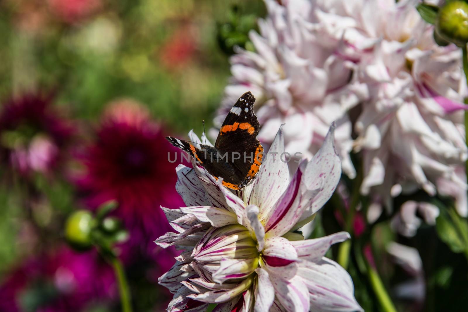 colorful dahlia flowers in a riot of colors