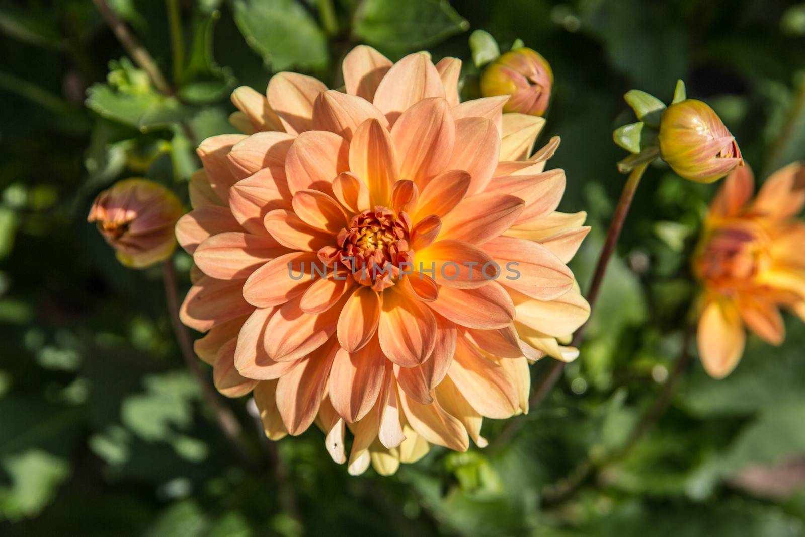 colorful dahlia flowers in a riot of colors