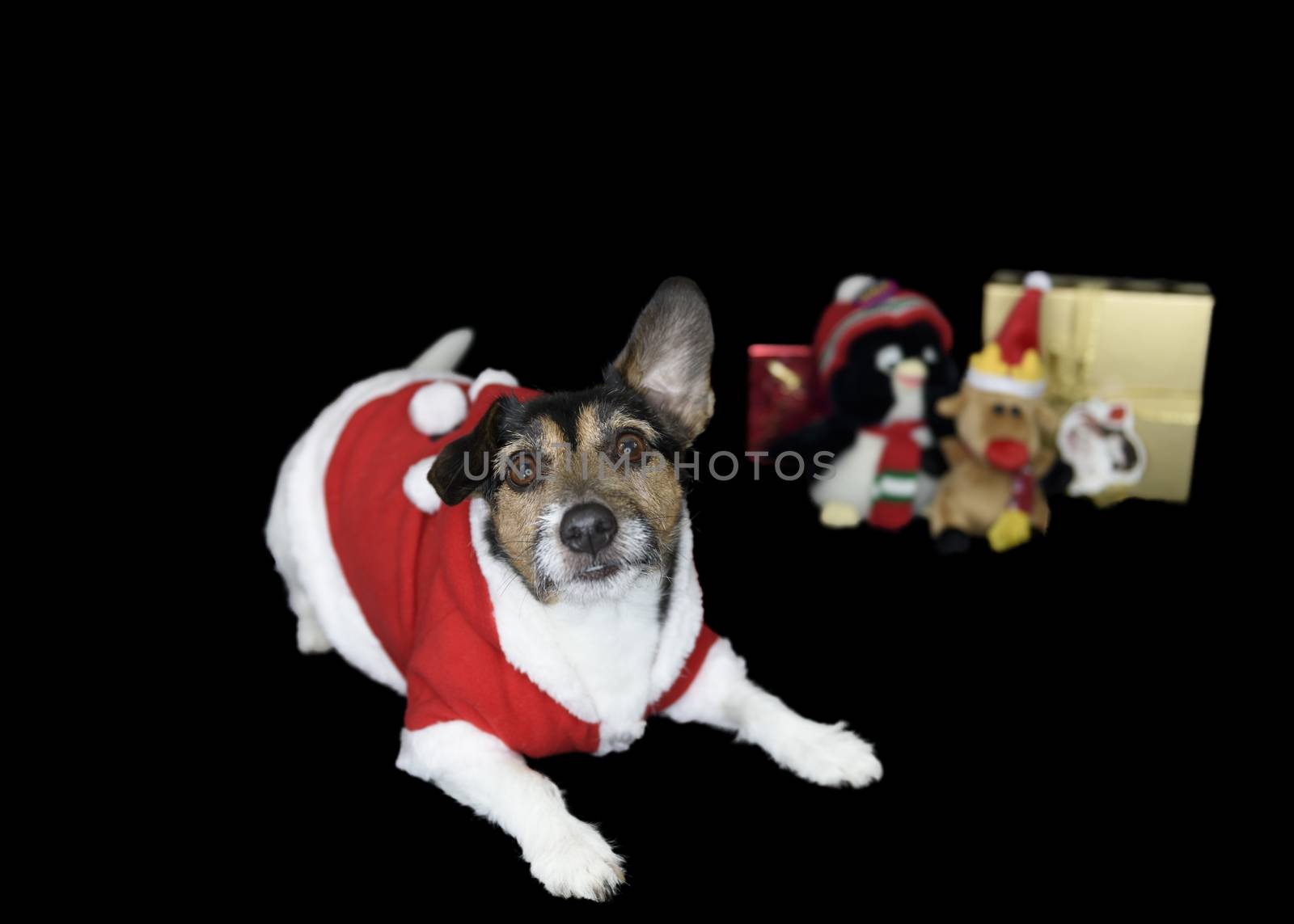 UK, Leicestershire - December 2016: Christmas Dog in Santa suit with gift in background - isolated
