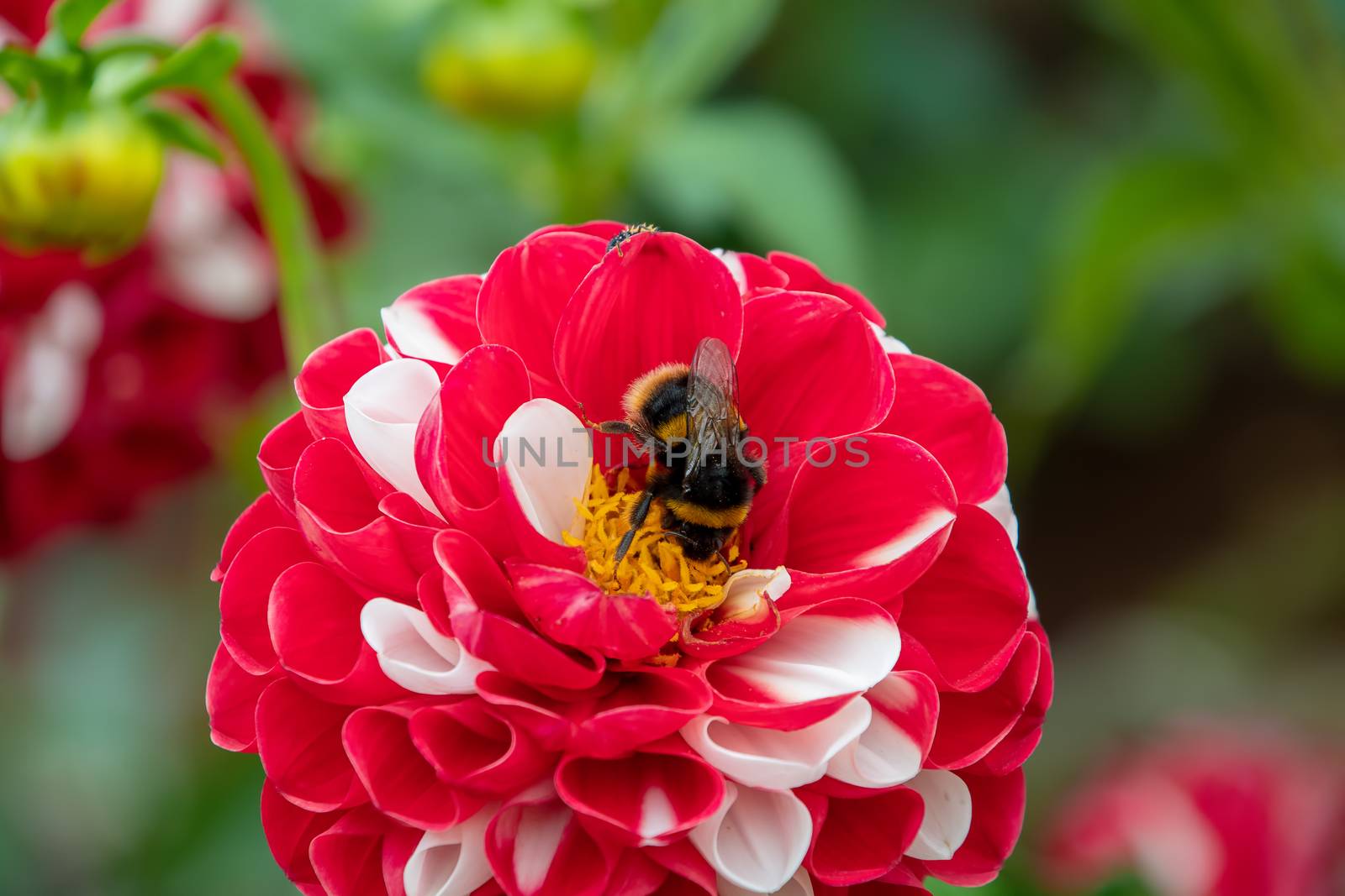 Bee collecting pollen on a large red and white Dahlia flower blo by Russell102