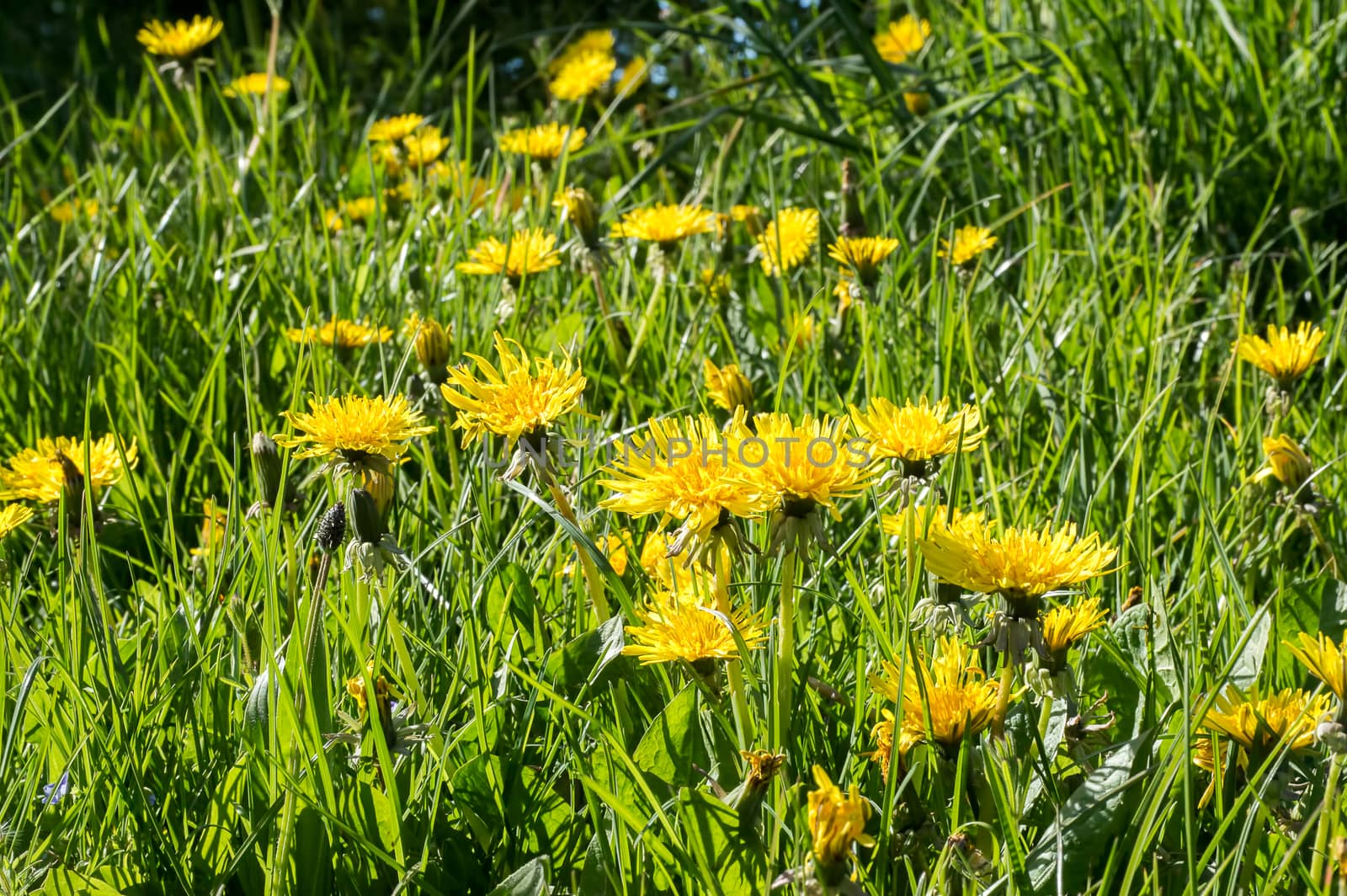 Dandelions growing wild by Russell102