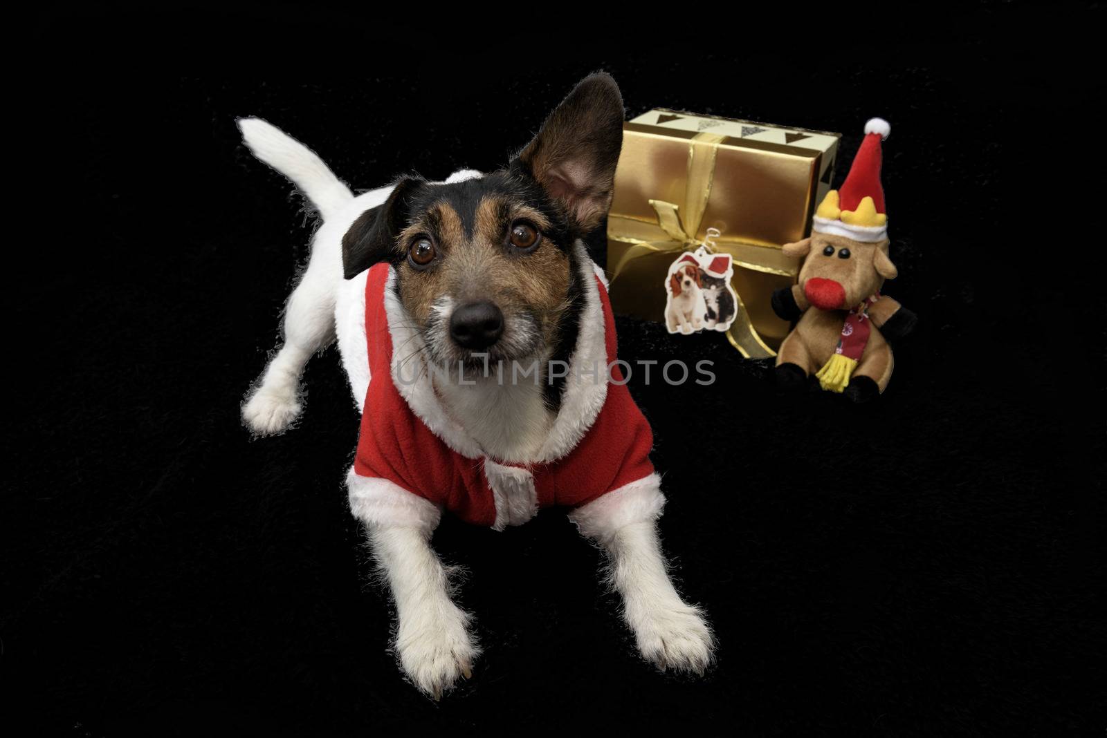 UK, Leicestershire - December 2016: Christmas Dog in Santa suit with gift in background - isolated