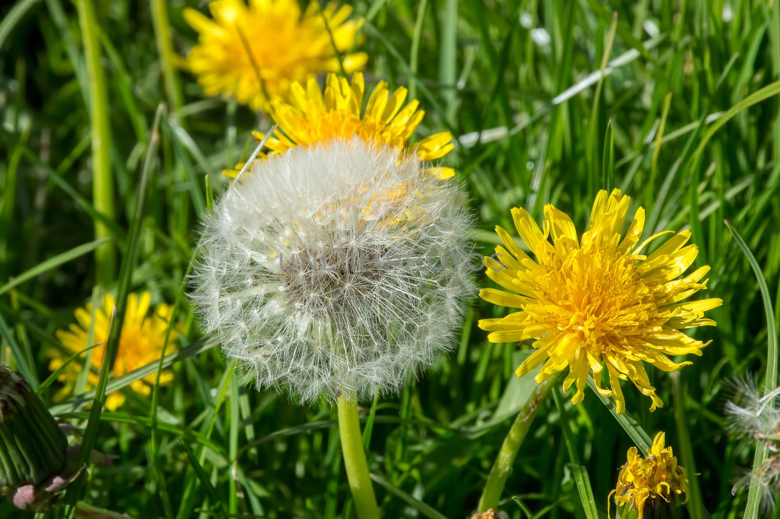 Flowering and Seeding Dandelions by Russell102