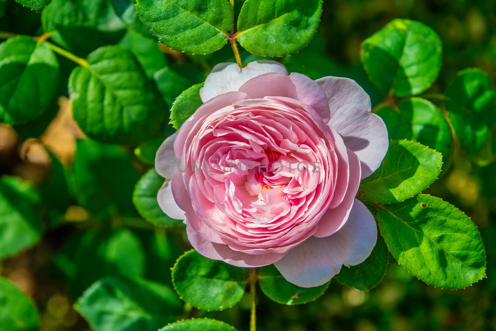 Pink English shrub rose
