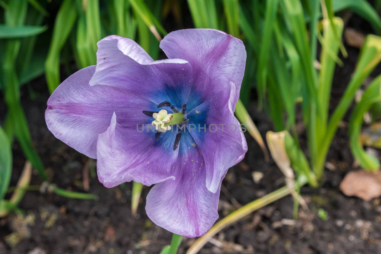 Close view of a wide open tulip flower