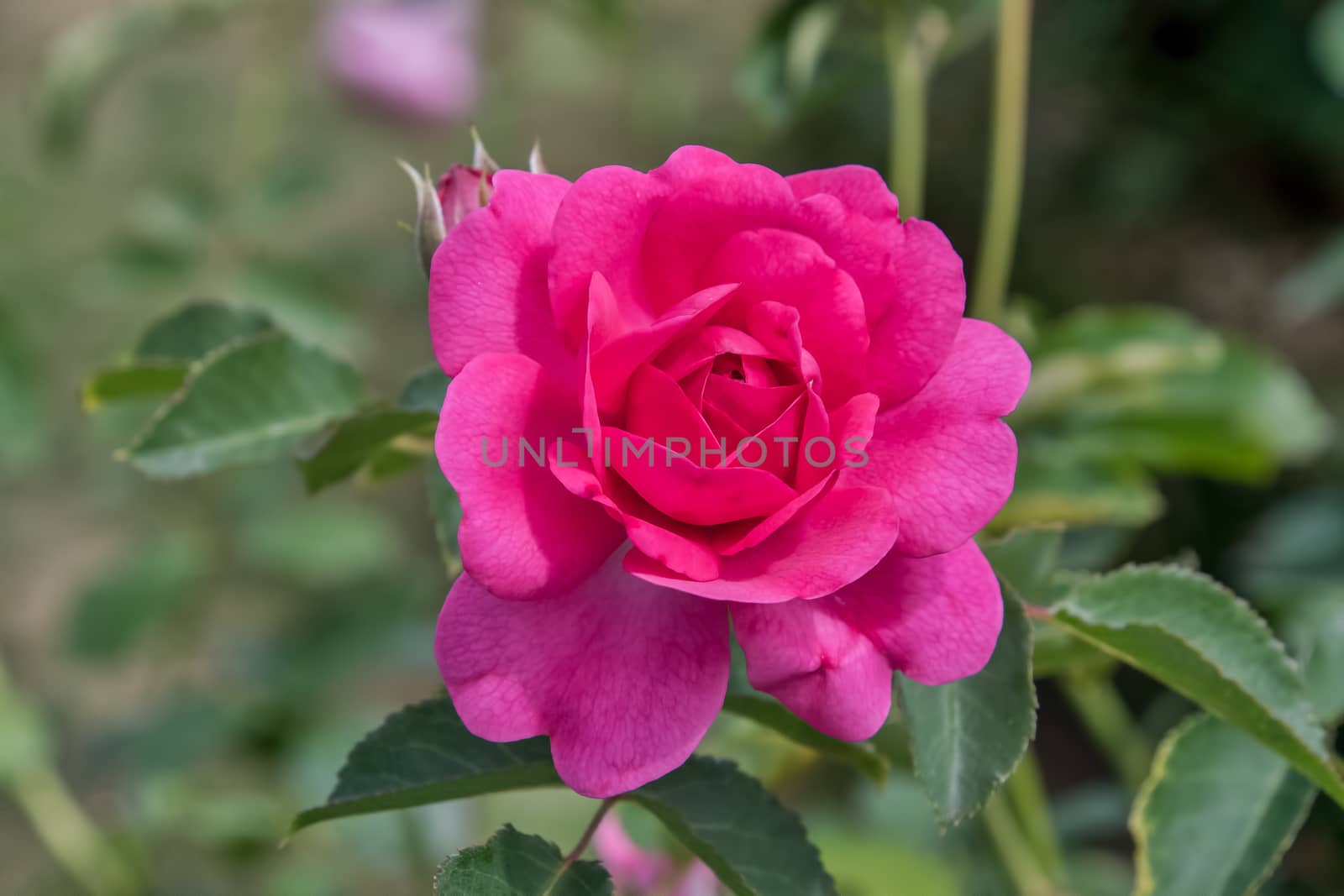 Pink English standard rose