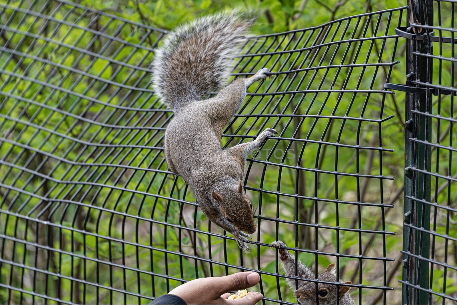 USA, New York - May 2019: Hand feeding squirrels in the park