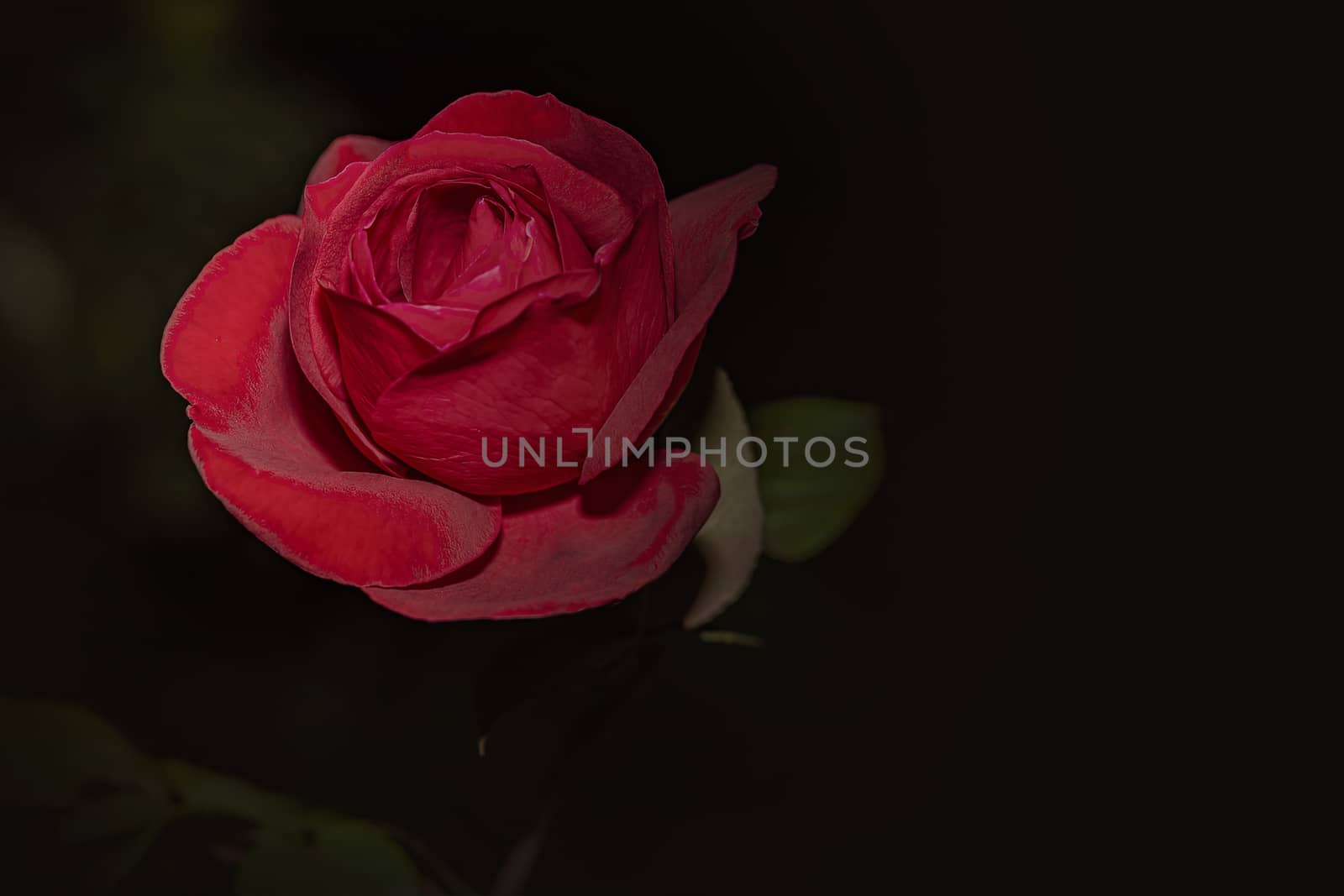 Velverty petals of a red rose under a soft light
