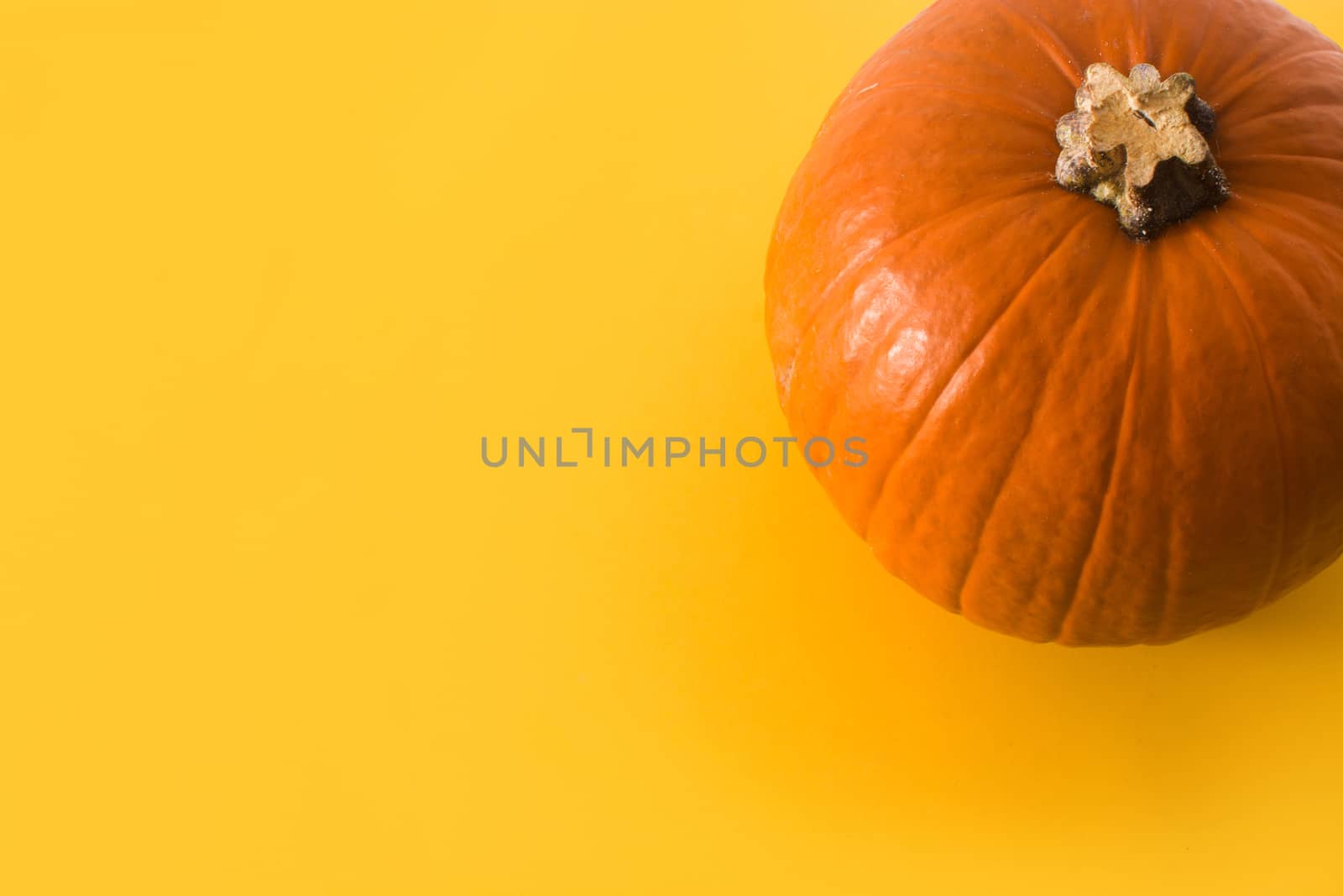 Fresh Halloween or Thankgiving pumpkin on yellow background