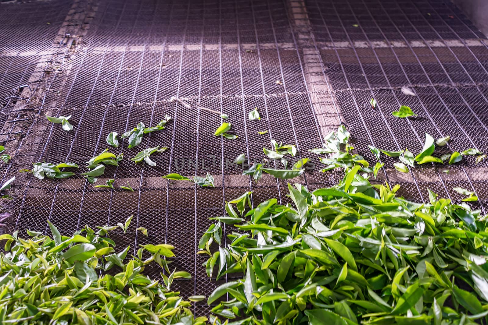 Nyura Ellia, Sri Lanka: Freshly picked tea leaves drying as part of the tea packaging process