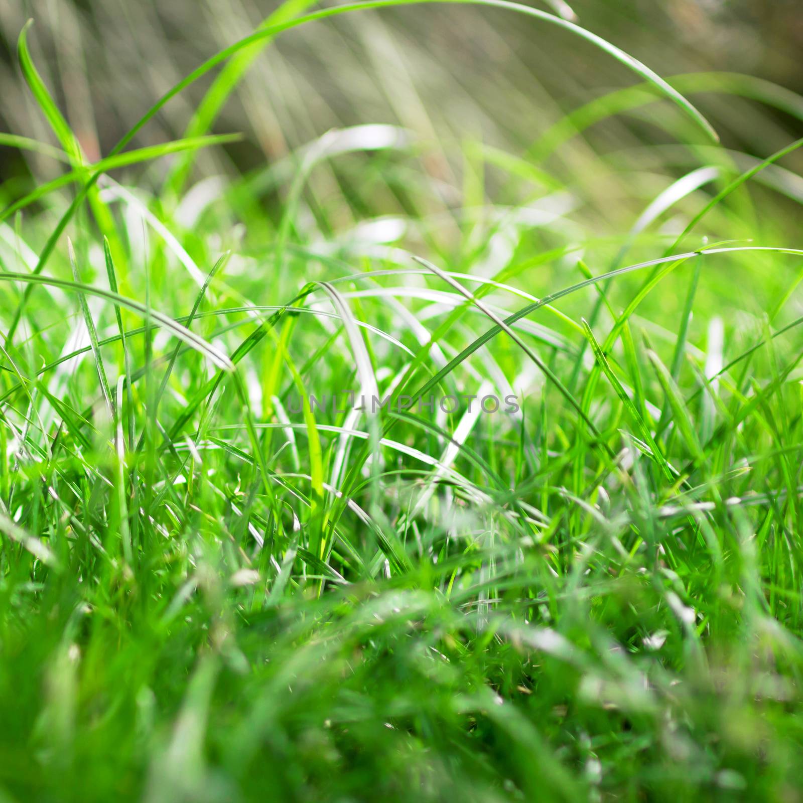 Green grass background with sun beams. Beautiful bokeh background.