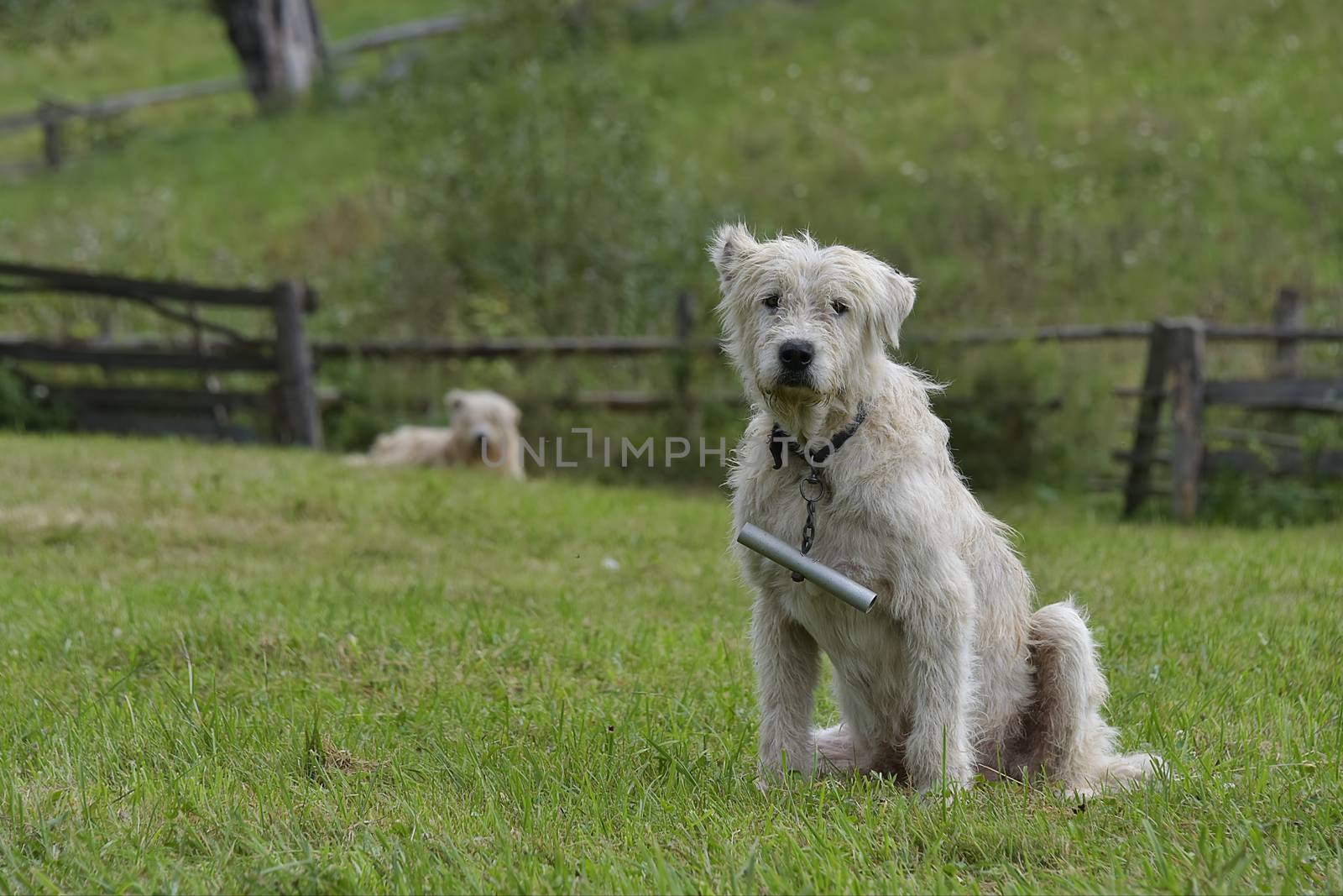 Brasov, Romania - Aug 2019:  The Romanian Mioritic Shepherd Dog is a large breed of livestock guardian dog that originated in the Carpathian Mountains of Romania