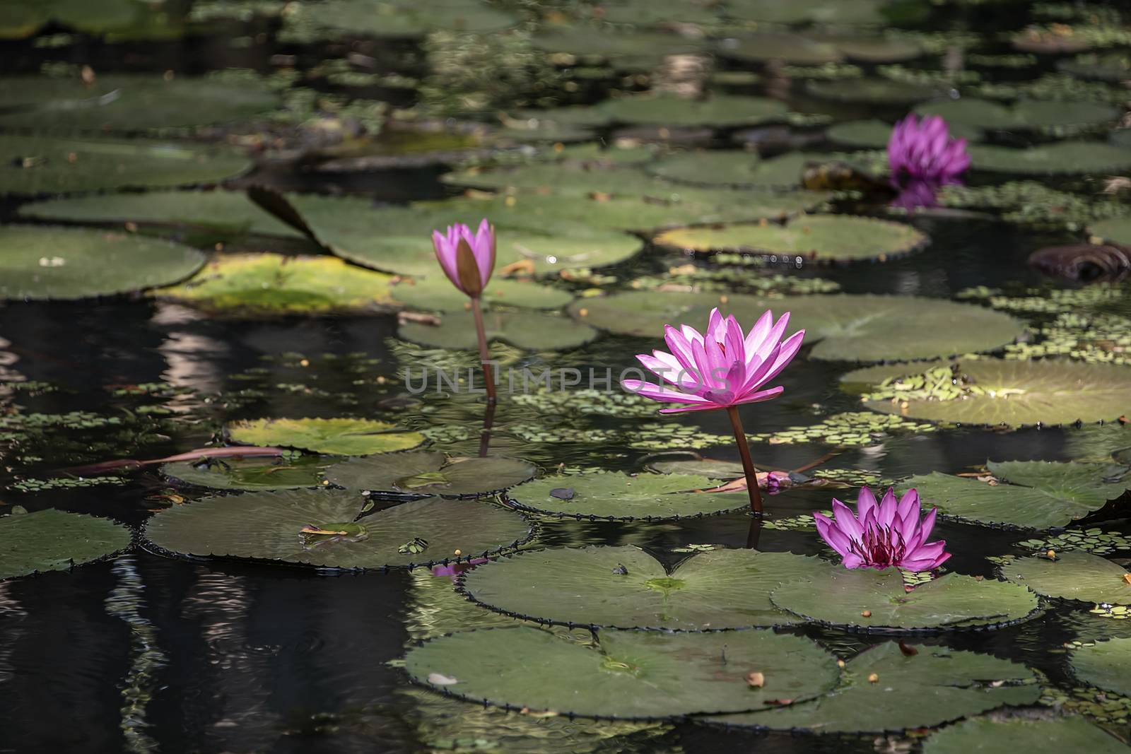 Lotus flower blooming in a reflective pool by mrs_vision
