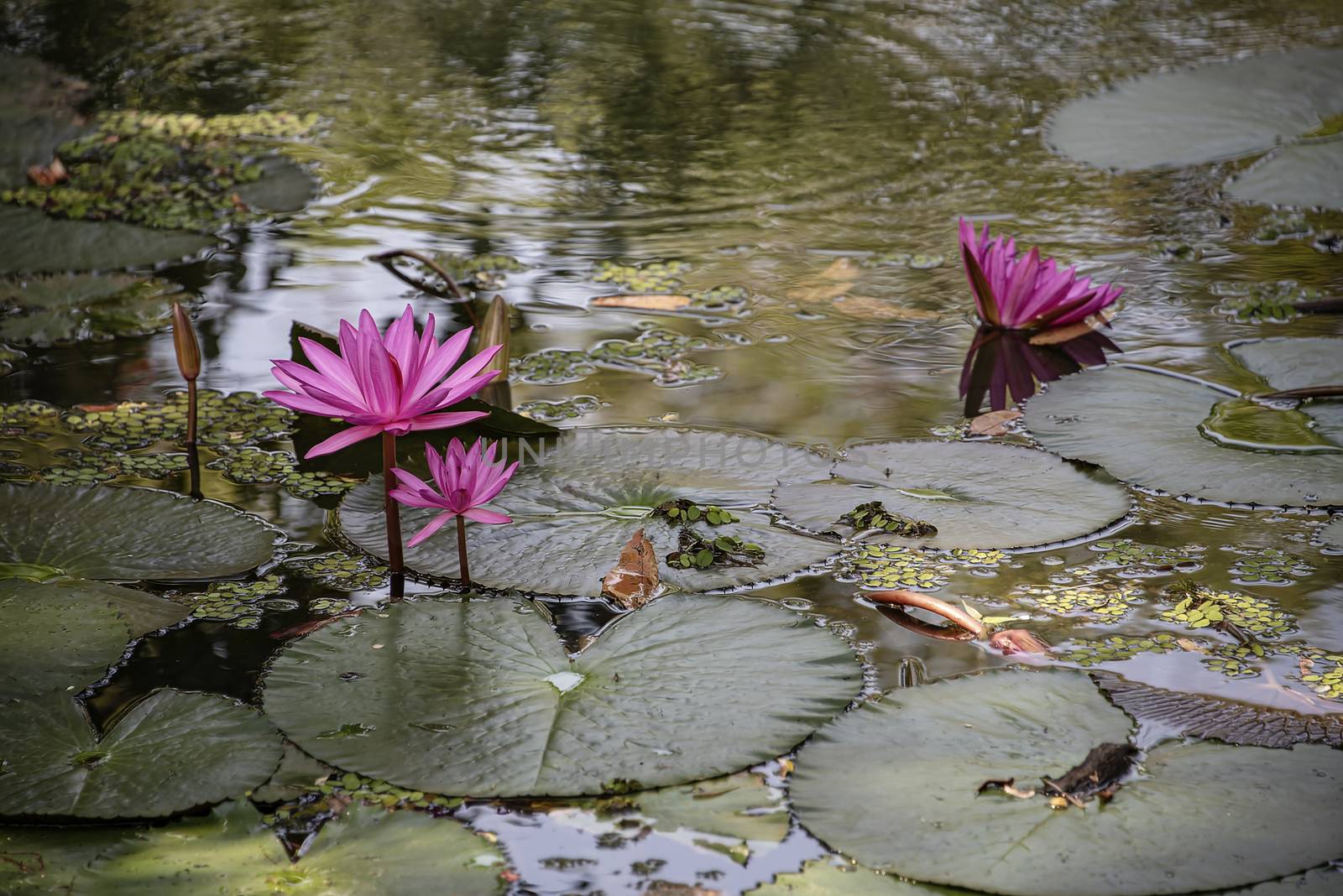 Lotus flower blooming in a reflective pool by mrs_vision