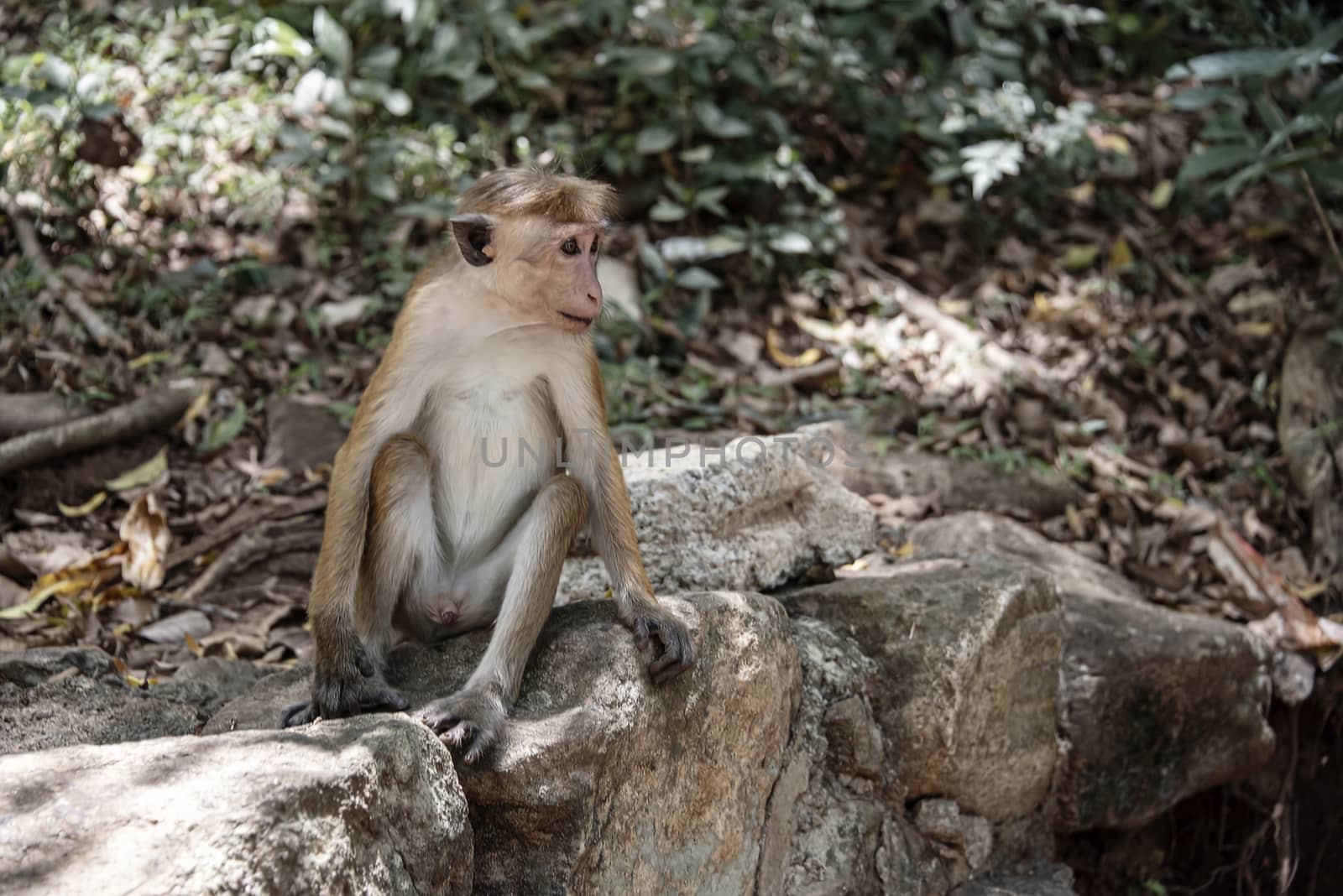 Sri lanka, Sept 2015: Toque Macaque (Macaca sinica) is a commonly found monkey endemic to Sri Lanka