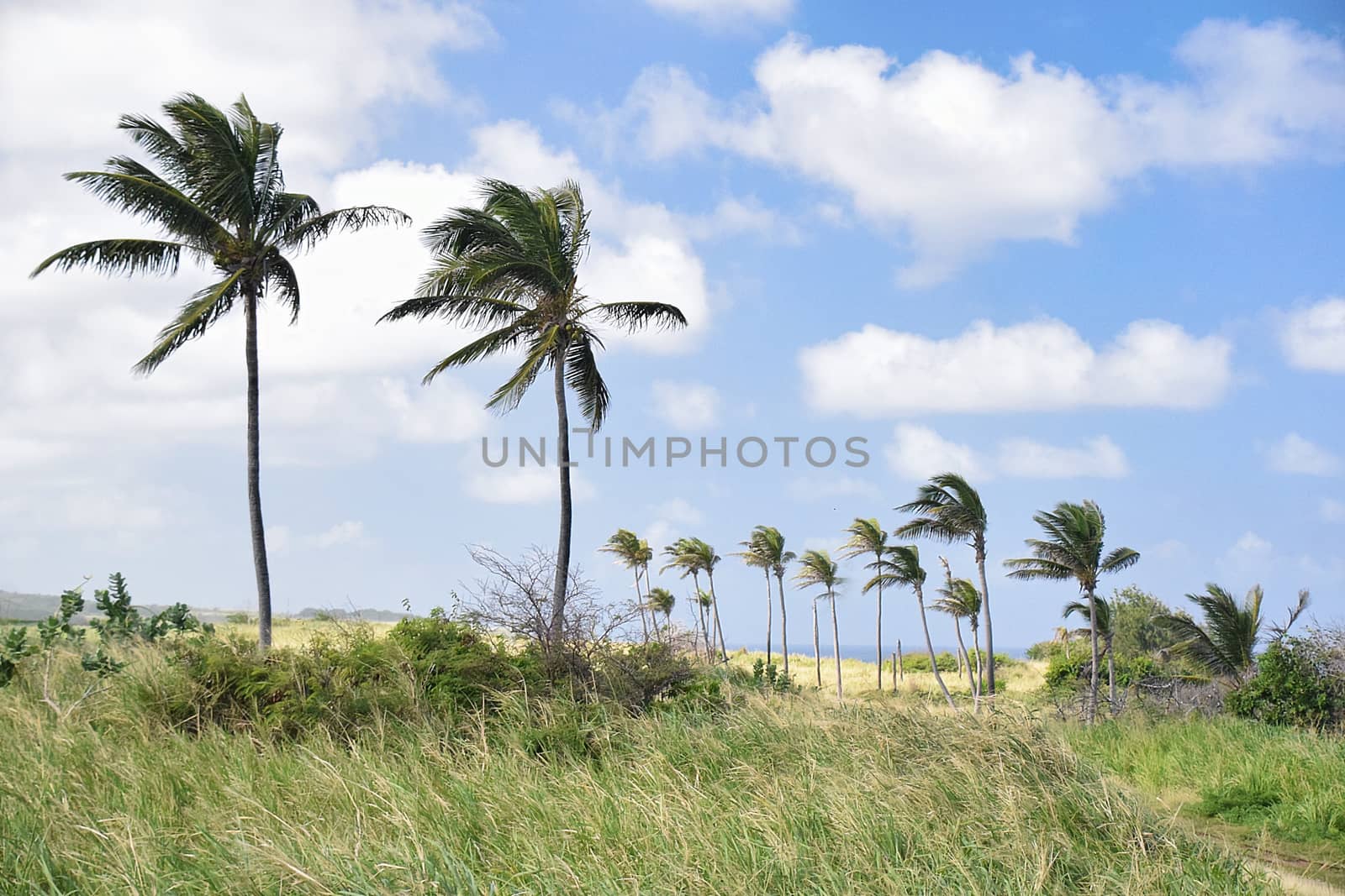 St Kitts, Dec 2014: King plam trees bendng in the wnd on St Kitts Island