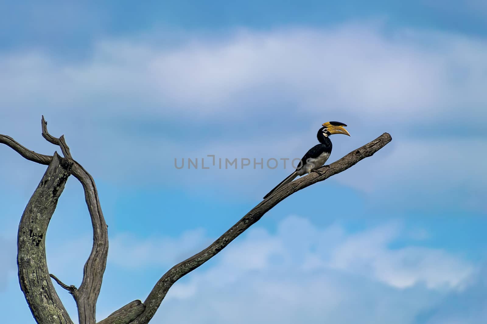 Malabar Pied Hornbill sitting on a dead tree  by mrs_vision