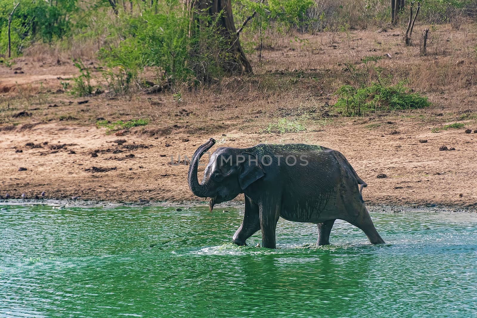 Sri Lanka, - Sept 2015:  Elephant bathing and drinking in Udewalawe national park