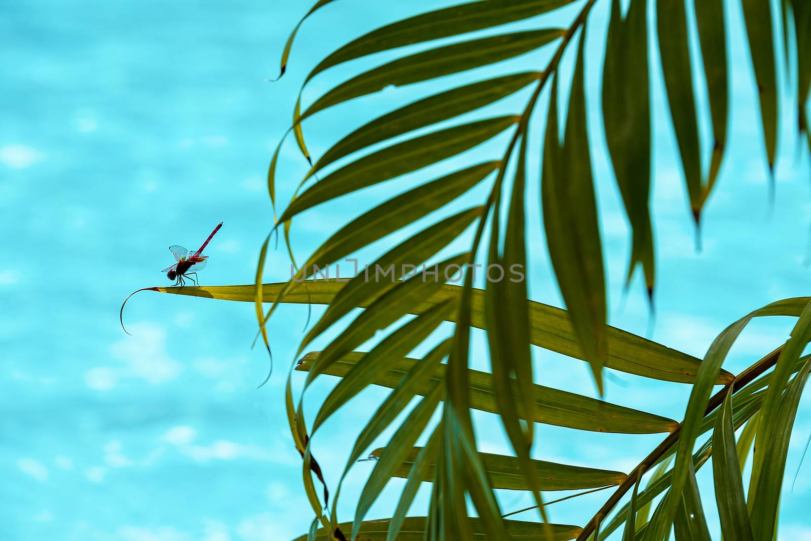 Udewalewe, Sri Lanka, Aug 2015:  Red dragonfly perched on a leaf overlooking blue water