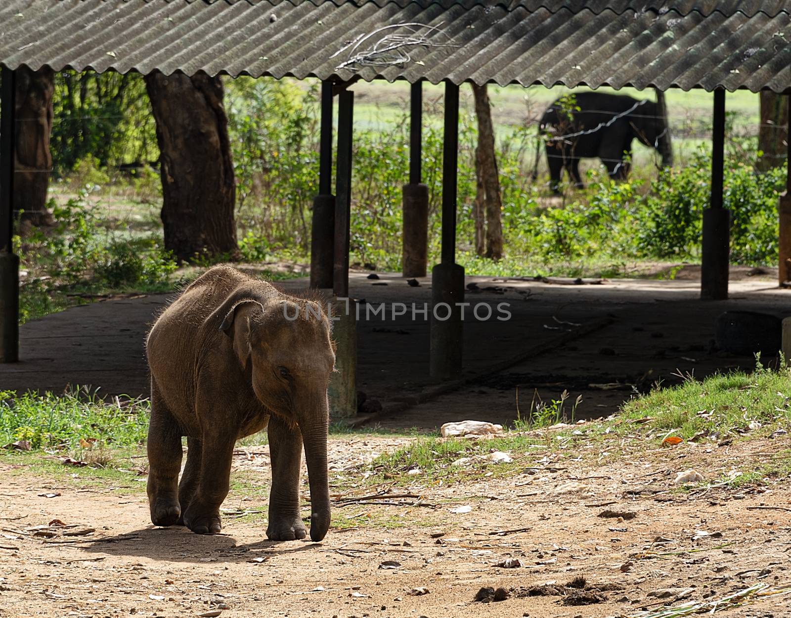 Sri Lanka, - Sept 2015:  A young elephant runs for a place in the queue during feeding time at at the Udewalawe, Elephant transit home 