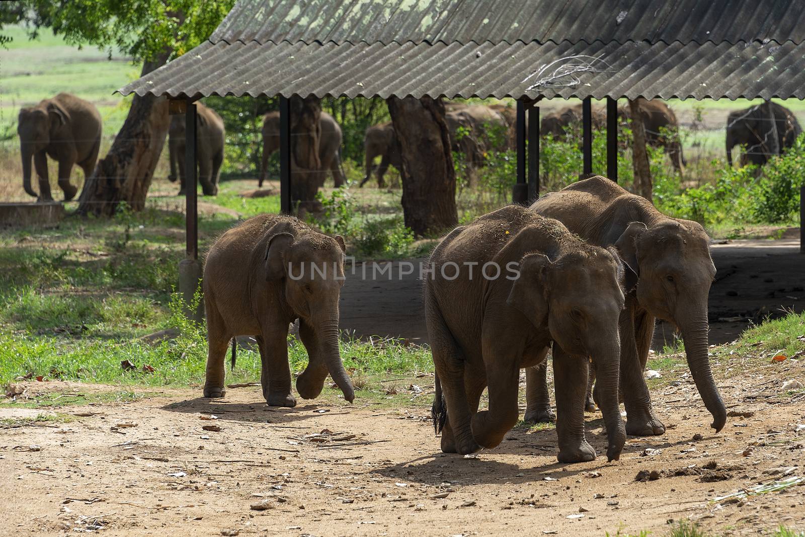 Sri Lanka, - Sept 2015: Young elephants race to be first in the queue during feeding time at at the Udewalawe, Elephant transit home 