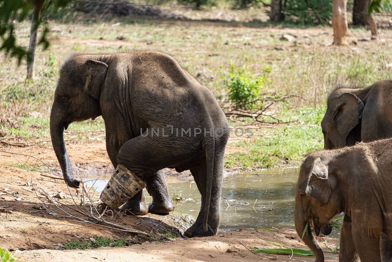 Sri Lanka, - Sept 2015: At the Udewalawe, Elephant transit home , a young elephant wears a protective boot while recovering after being caught in a snare