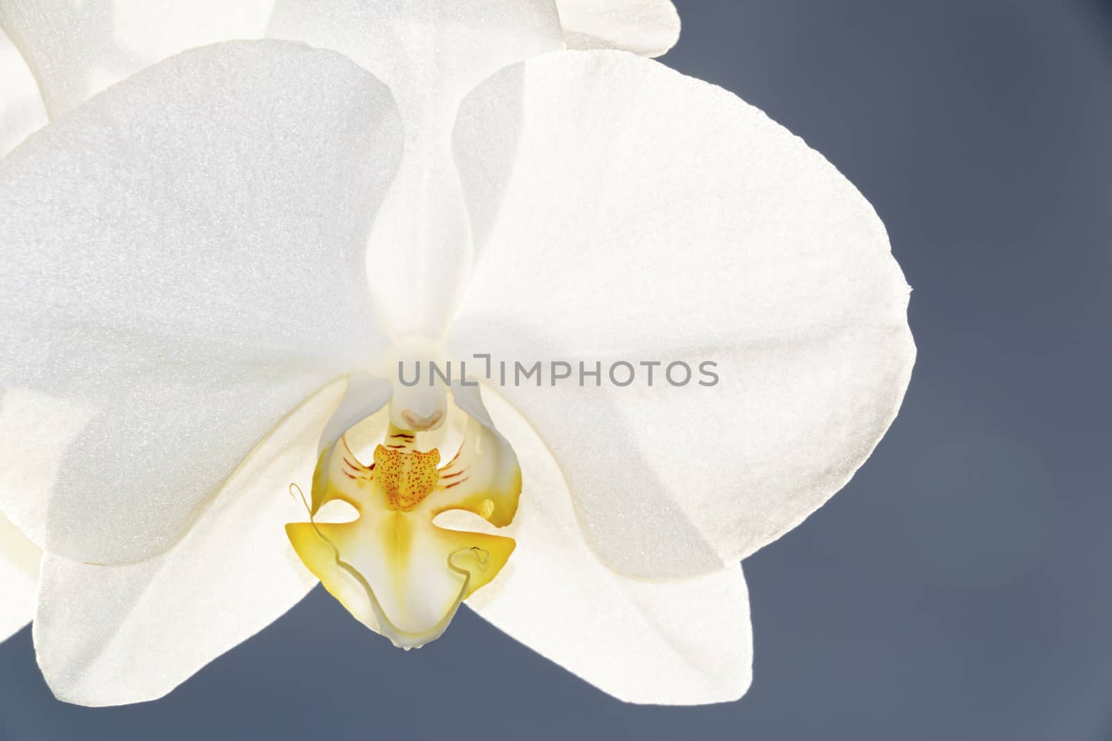 White Orchid Spray - close up - grey background