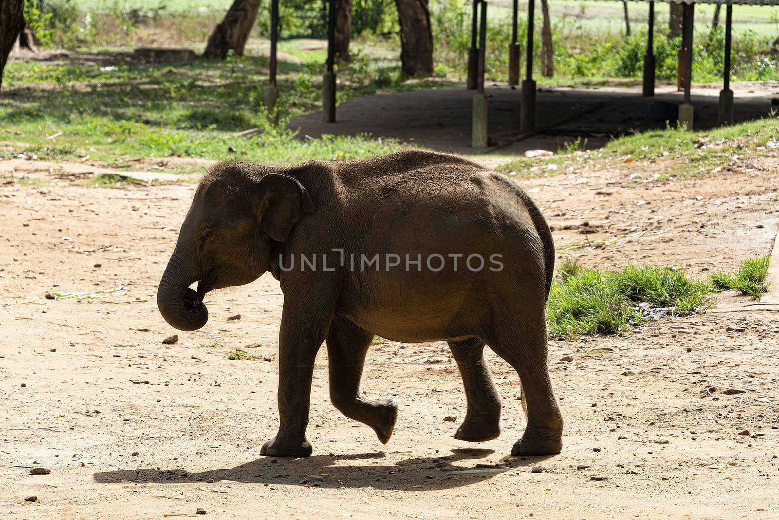 Sri Lanka, - Sept 2015: Young elephant at the Udewalawe, Elephant transit home