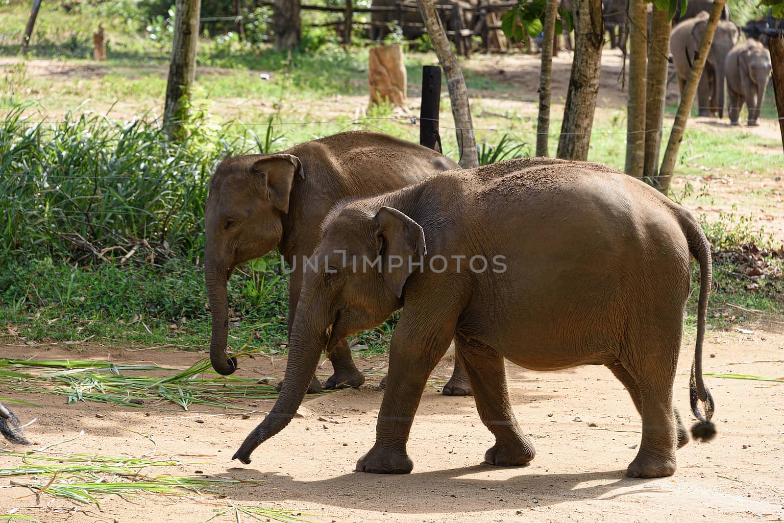 Sri Lanka, - Sept 2015: Young elephants gather together into a herd after feeding time at at the Udewalawe, Elephant transit home 