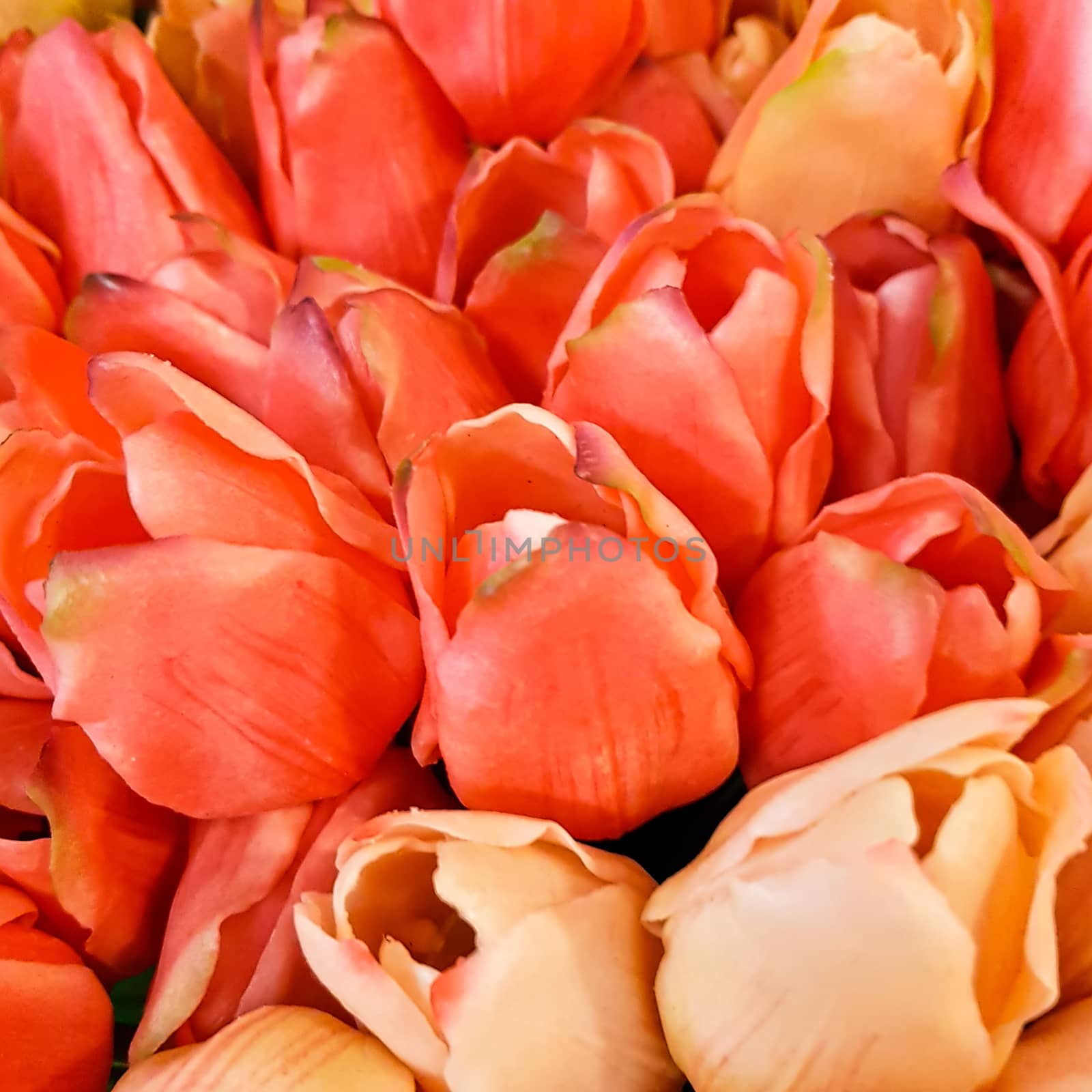 AMSTERDAM, Feb 2018 - Bunches of Tulips in closeup, peach, pink,red