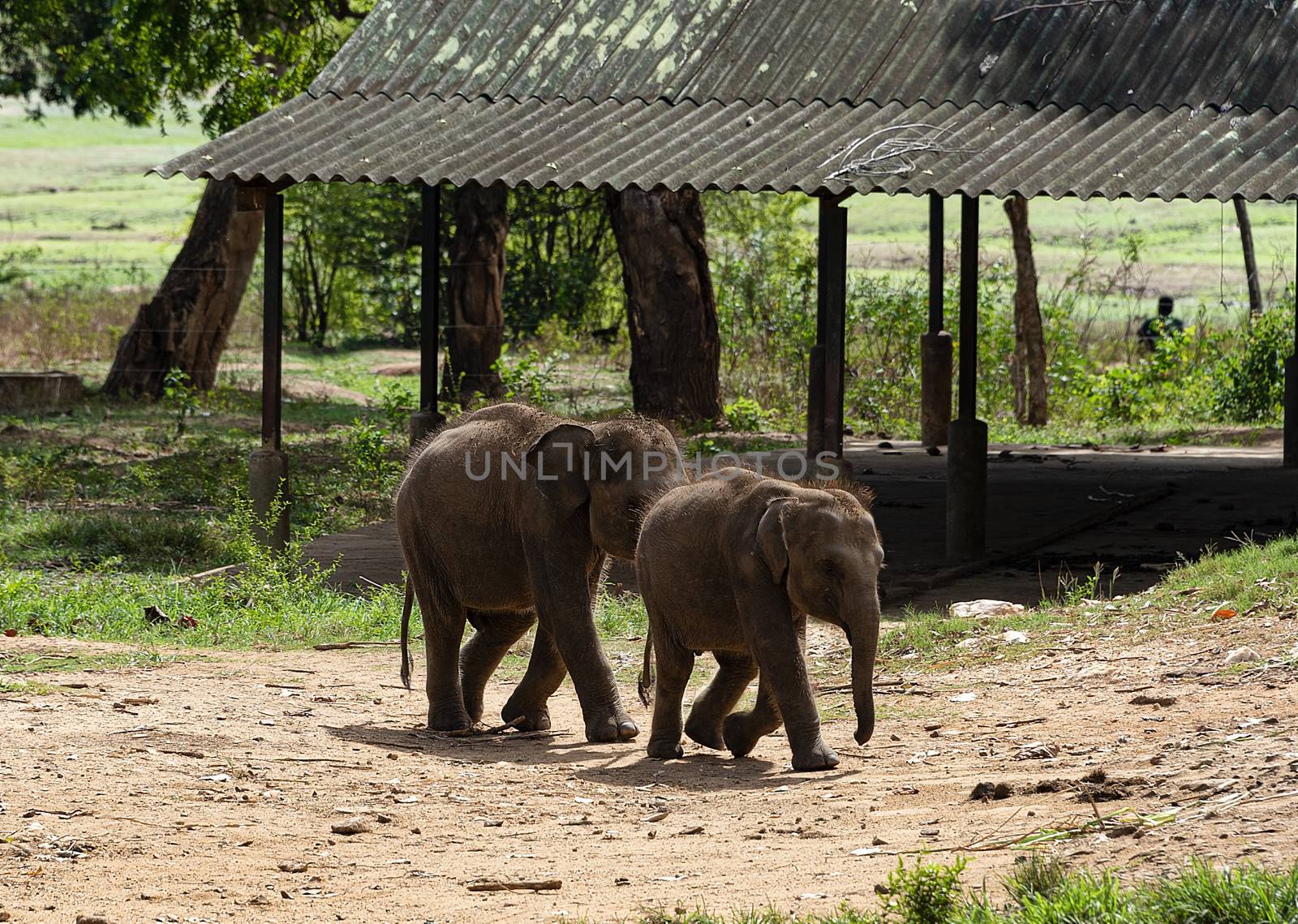 Young elephants arrive for feeding time by mrs_vision