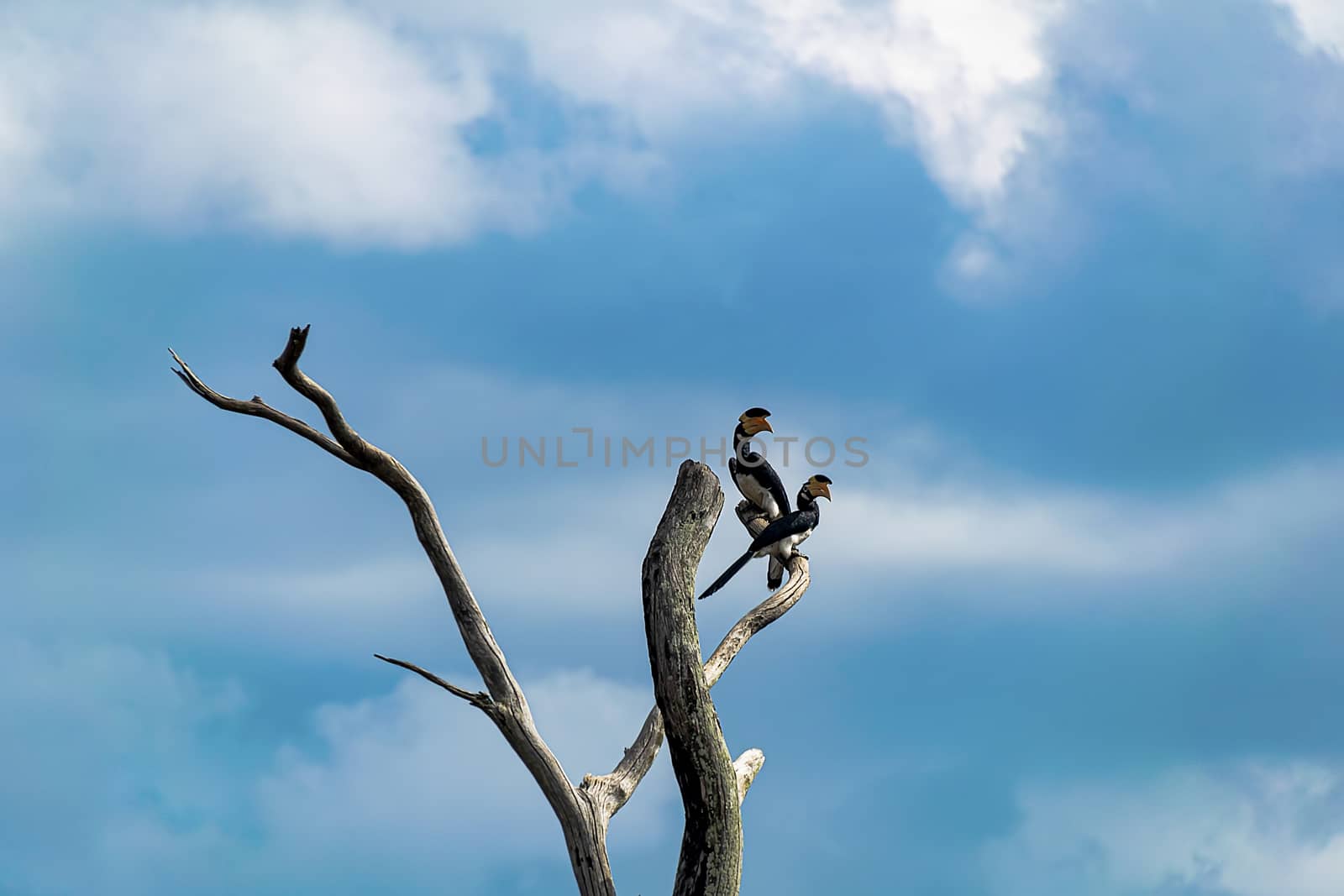 Malabar Pied Hornbill sitting on a dead tree  by mrs_vision