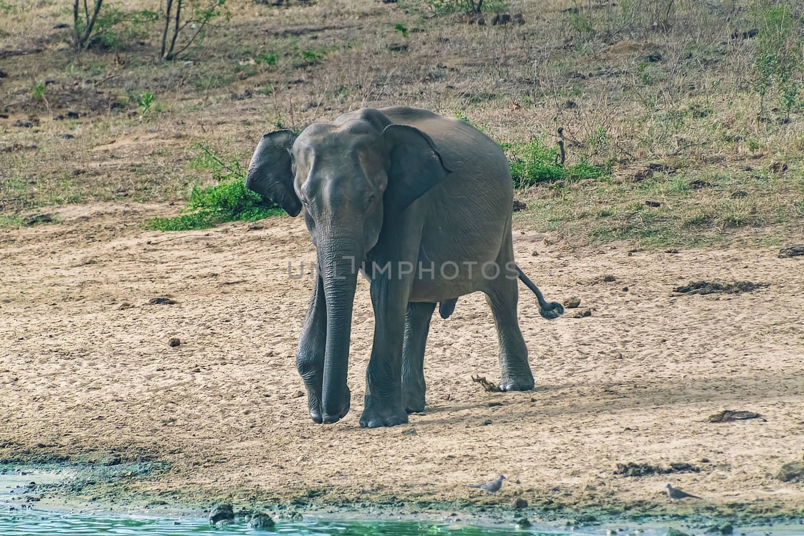 Sri Lanka, - Sept 2015: Elephant walking in Udewalawe national park