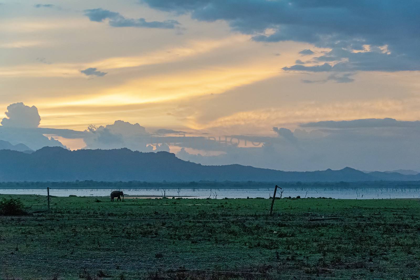 Distant Elephant st a lake in Udewalawe national park at sunset by mrs_vision