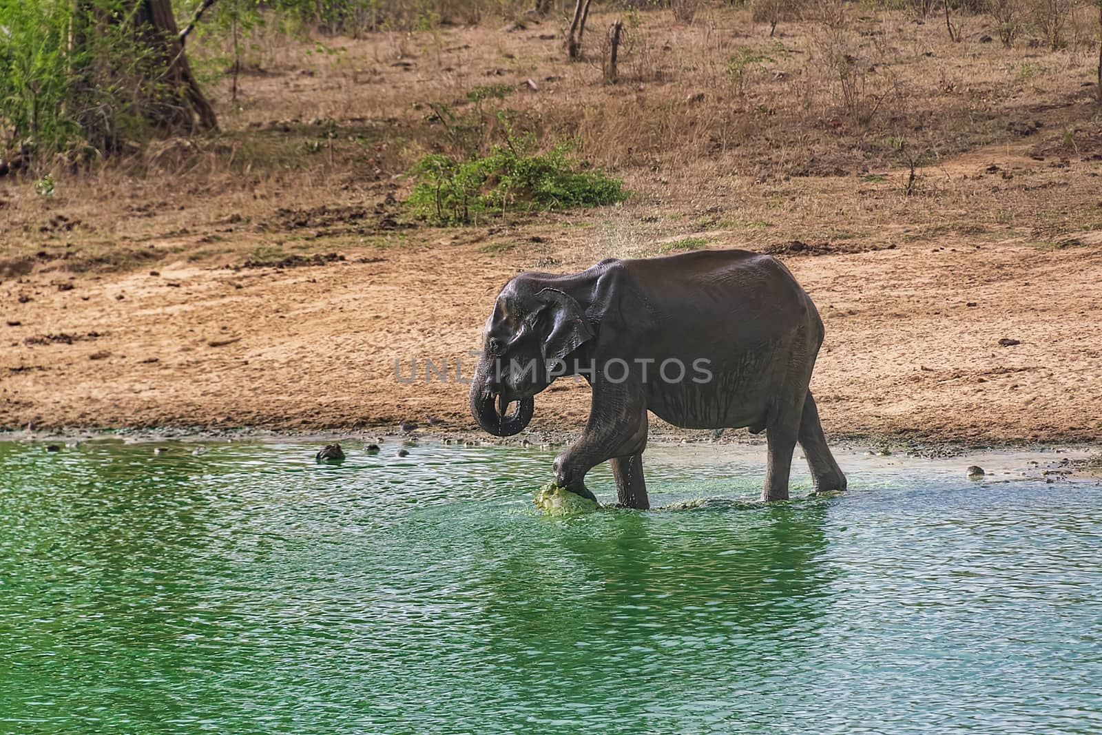 Elephant bathing and drinking in Udewalawe national park by mrs_vision