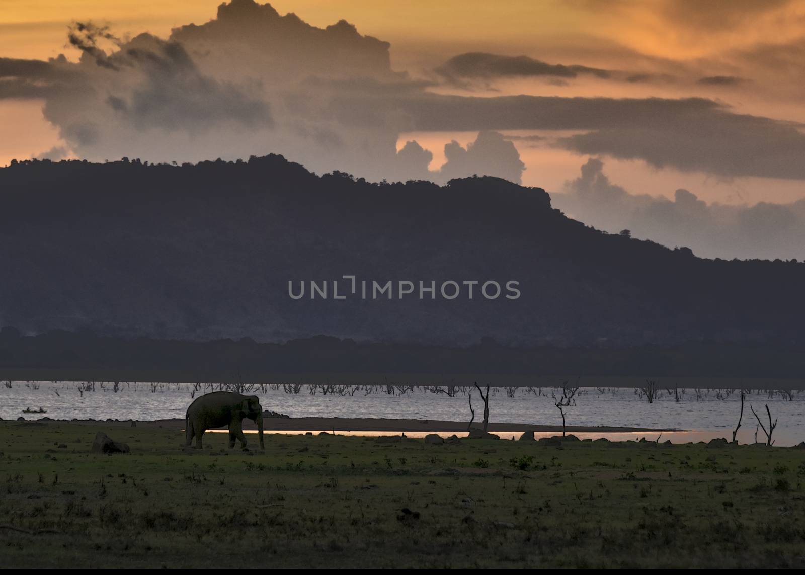 Sri Lanka, - Sept 2015: Distant Elephant st a lake in Udewalawe national park at sunset