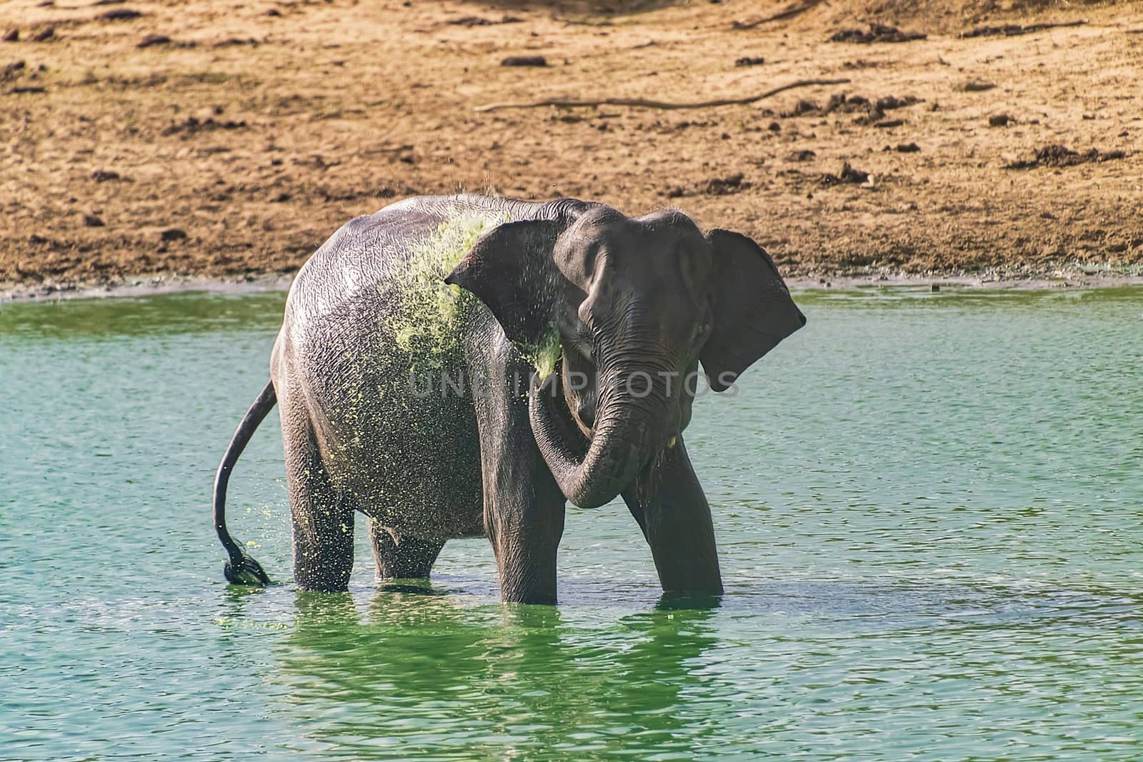 Sri Lanka, - Sept 2015:  Elephant bathing and drinking in Udewalawe national park