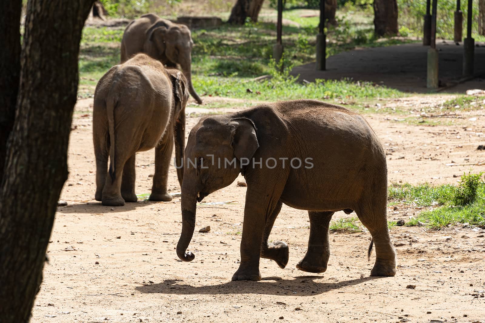 Sri Lanka, - Sept 2015: Young elephants gather together into a herd after feeding time at at the Udewalawe, Elephant transit home 