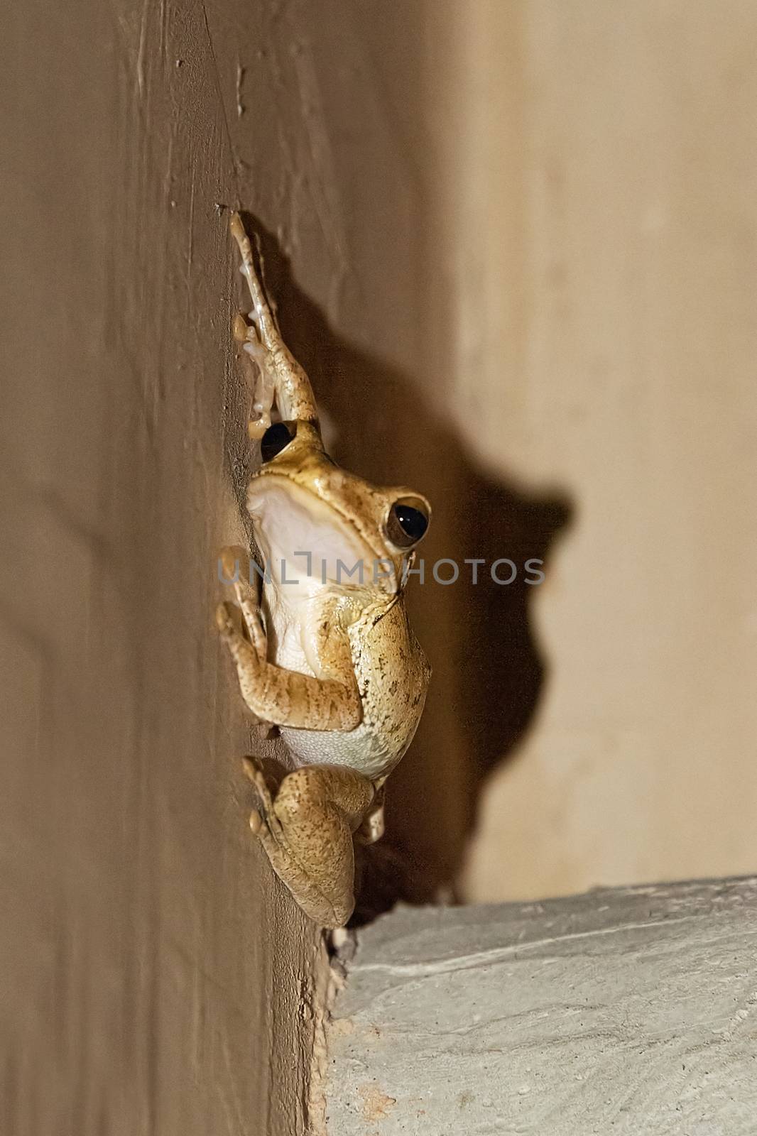 Sri lanka, Sept 2015:  Polypedates cruciger, whipping frog sticks to a wall