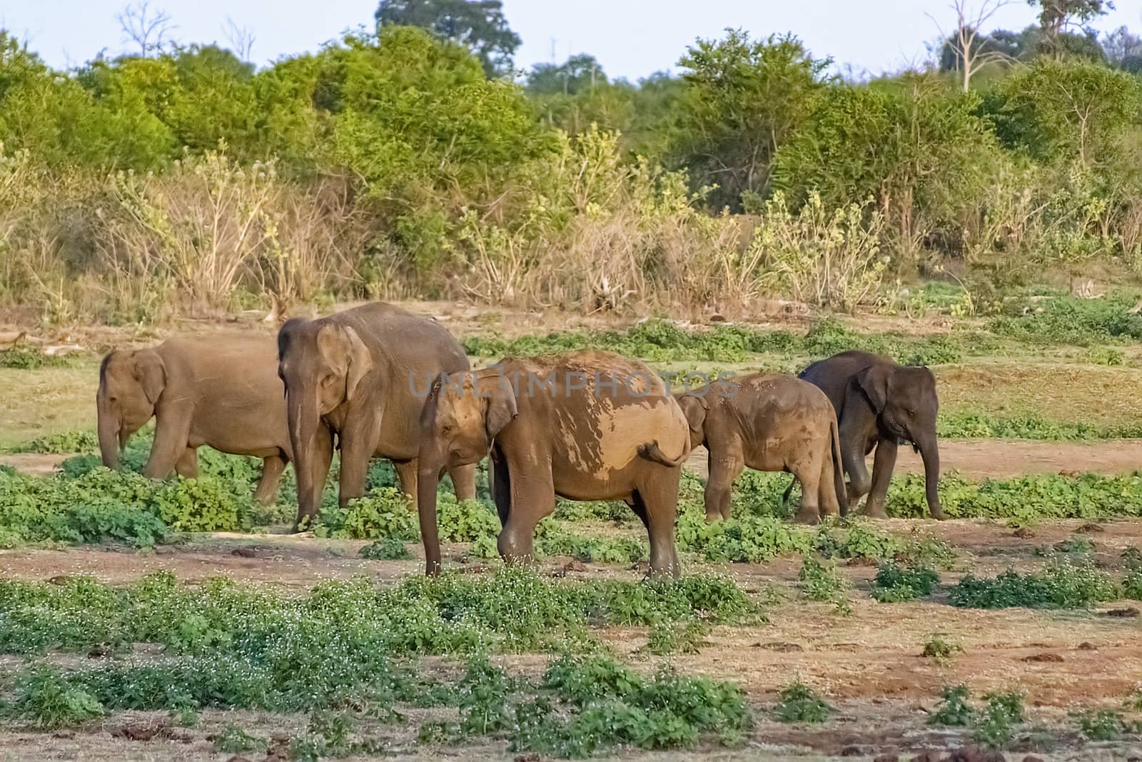 Sri Lanka, - Sept 2015:  Elephant herd scattered across the plains in Udewalawe national park